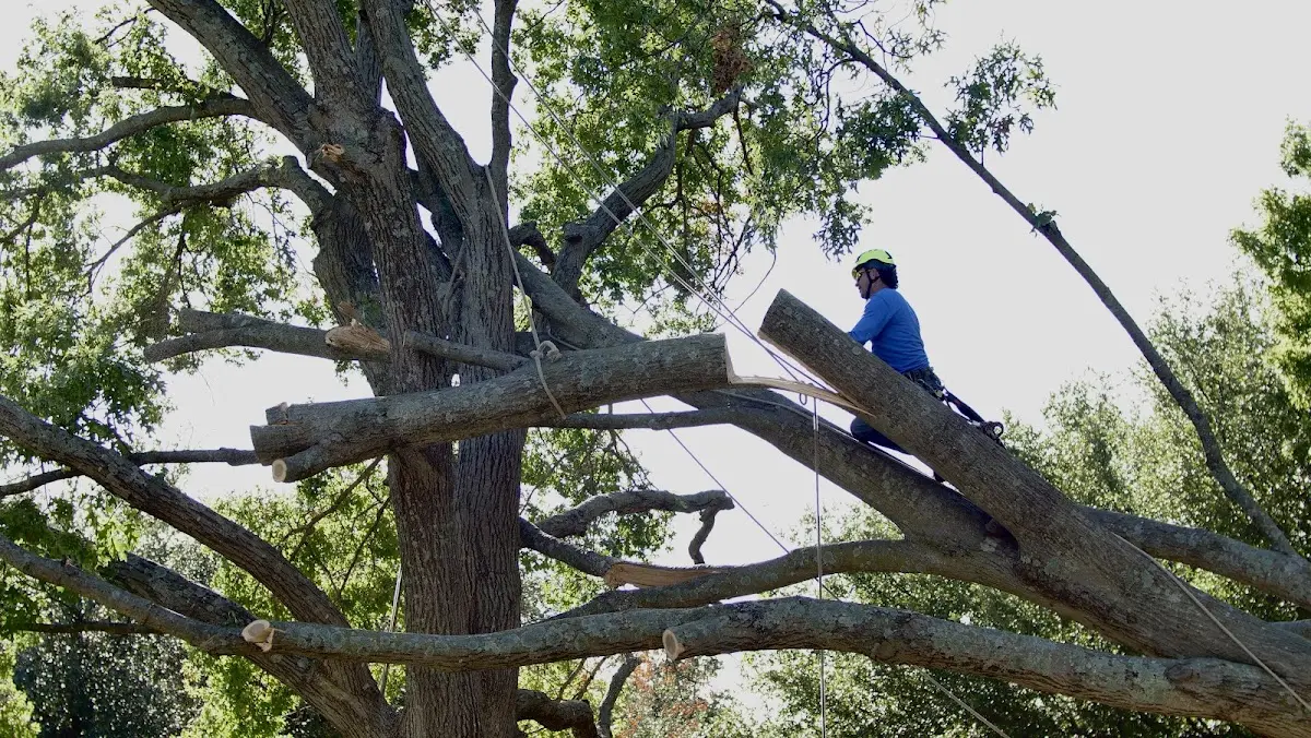 Professional Crown Thinning performed by certified arborists in Mitchell